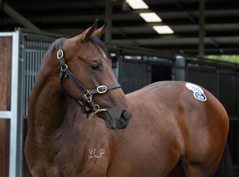 Training Thoroughbreds for Racing: Tips & Best Practices