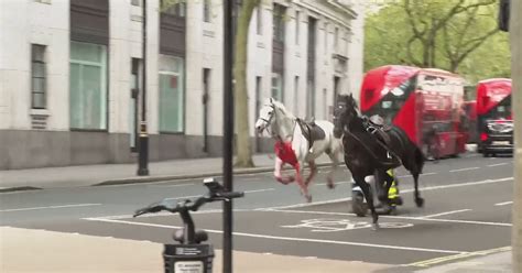 Des Chevaux En Cavale En Plein Centre De Londres Dont Un Couvert De Sang