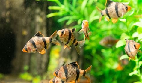 Combien De Poissons Mettre Dans Un Aquarium Jardiland