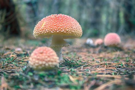 伞形毒蕈muscaria，毒蘑菇 库存图片 图片 包括有 唯一 生长 增长 孢子 青苔 有吸引力的 118005221