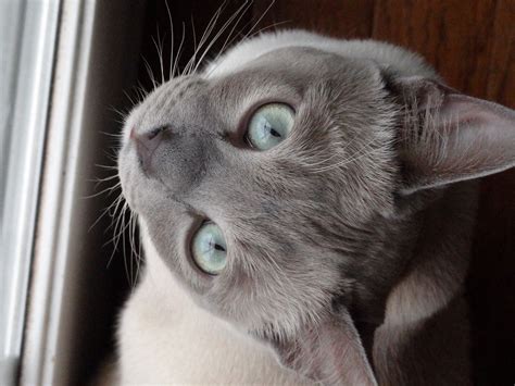 Siamese cat personality and behavior – Artofit