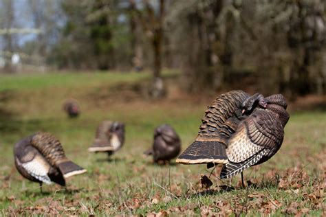 Img Dave Smith Decoys Flickr