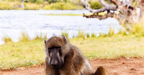 Baboon Sitting on Ground · Free Stock Photo