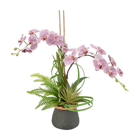 Primrue Orchid Floral Arrangements In Pot Wayfair