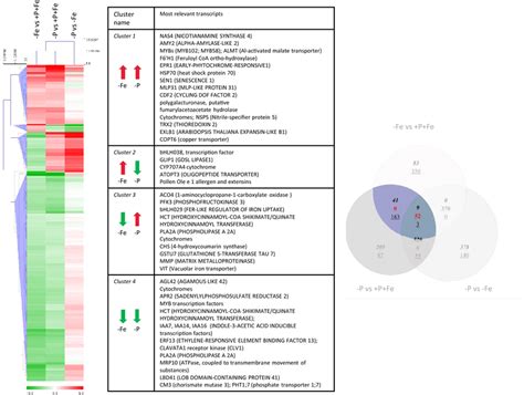 Hierarchical Clustering Hcl Of Overlapping Genes Regulated By Both Fe