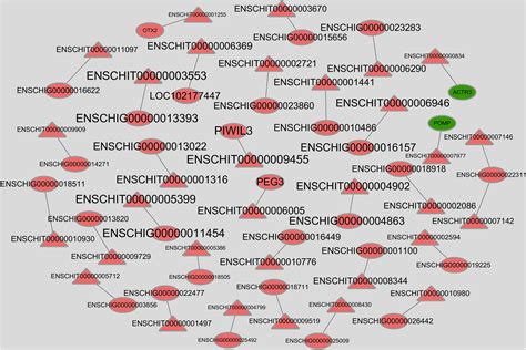 Frontiers Identification Of Mrnas And Lncrnas Involved In The