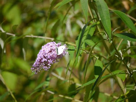 Borboleta Flores Folhas Foto Gratuita No Pixabay Pixabay