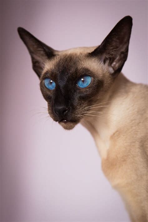 Siamese Oriental Cat Rare Cats Beautiful Cats Pretty Cats