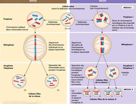 Cycle Cellulaire Et Division Cellulaire NHA Naturolistique