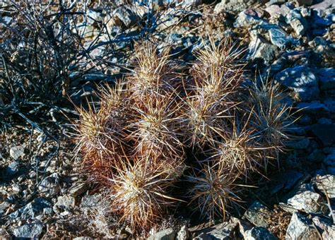 Strawberry Hedgehog Cactus Echinocereus Engelmannii A Group Of