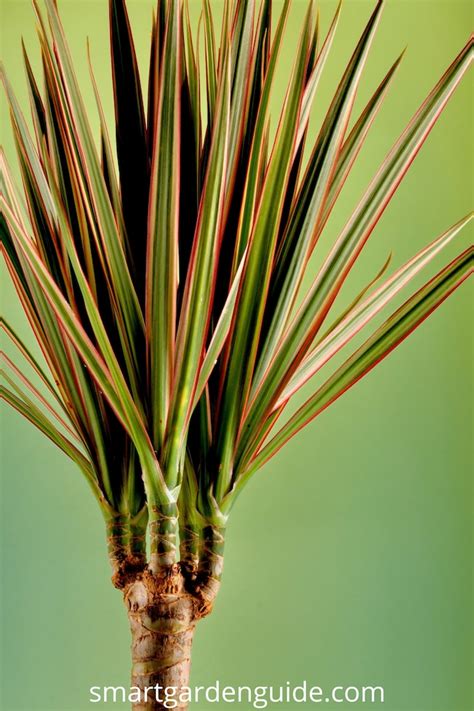 Madagascar Dragon Tree Care - Dracaena Marginata - Smart Garden Guide