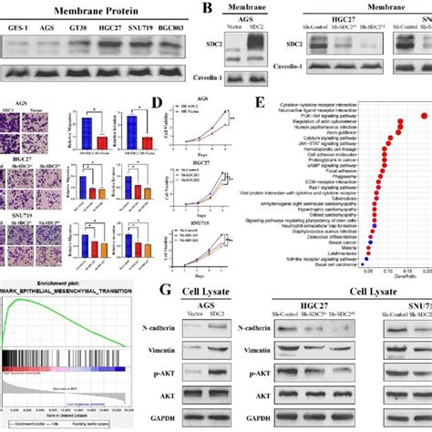 Sdc2 Promotes Proliferation And Invasiveness Of Gc Cells And Its