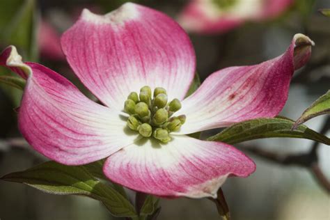 Dogwood Flower Meaning - Flower Meaning