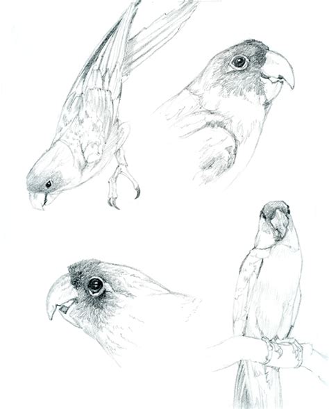 Carolina Parakeet Drawings For A Painting Commission Susan Fox