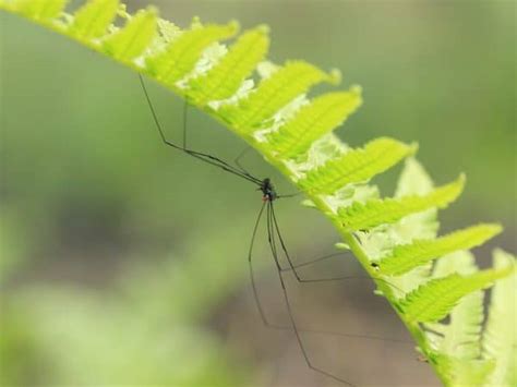 The 9 Most Feared And Venomous Spiders In Jamaica Travel Snippet