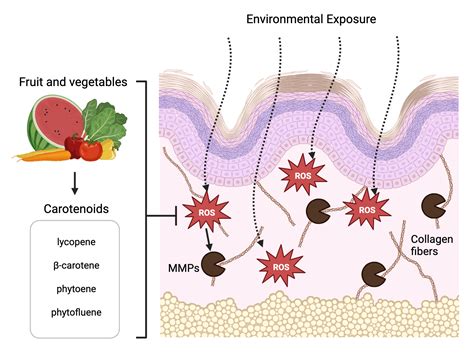 The Skin Benefits of Carotenoids – Elysium Health