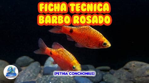 Ficha Tecnica Barbo Rosado Pethia Conchonius YouTube