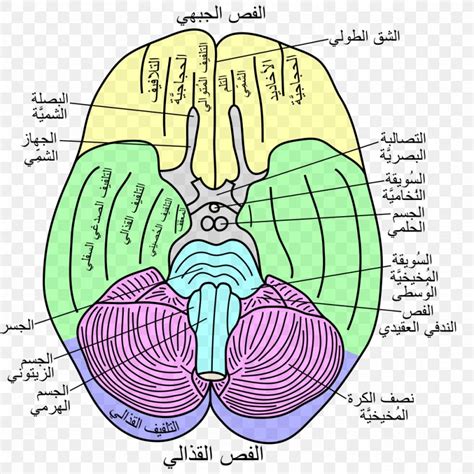 Flocculonodular Lobe Lobes Of The Brain Temporal Lobe ...