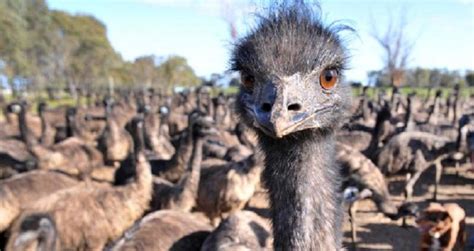 The Great Emu War And Australia's Futile Attempt At Eradicating Emus