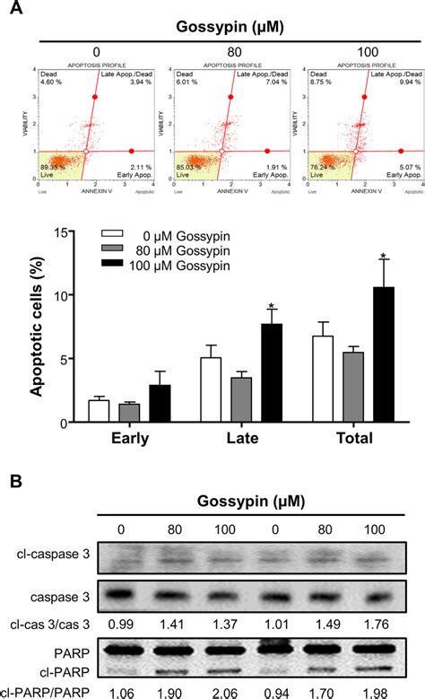 Gossypin Induces Apoptosis Of A Cells By Cl Caspase And Cl Parp