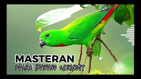 Masteran Serindit Serindit Bluecrownedhangingparrot