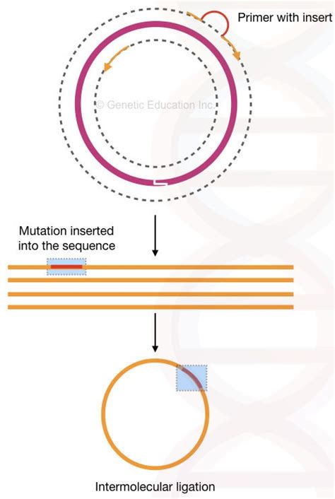 Site-Directed Mutagenesis: Methods and Applications