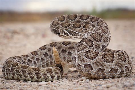 Green Prairie Rattlesnake