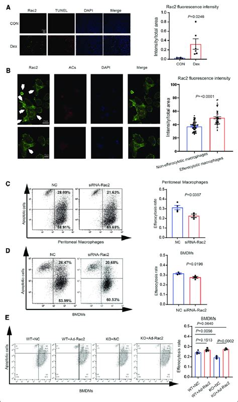 Rac2 Plays A Crucial Role In Efferocytosis Internalization Stage And