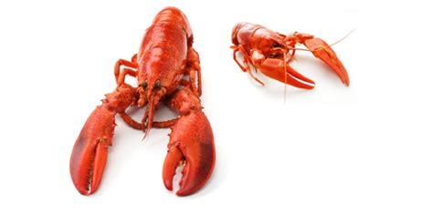 Crayfish Vs Lobster