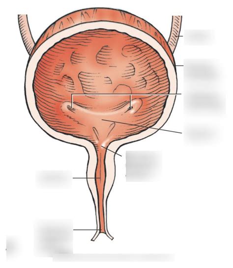 Bladder Anatomy