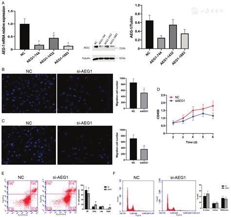 Astrocyte Elevated Gene 1 Serves As A Target Of MiR542 To Promote