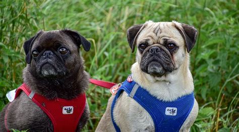 100,000+ Free Cute Pug Dog & Pug Images - Pixabay