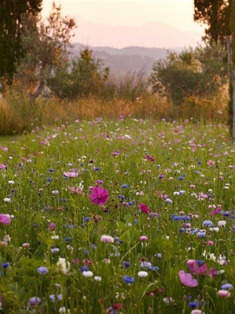 Meadow Garden Wildflower Garden Dream Garden May Garden Garden