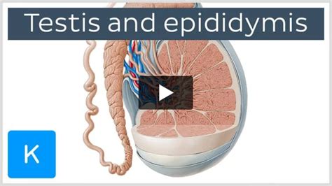 Pampiniform Plexus Anatomy Tributaries Drainage Kenhub