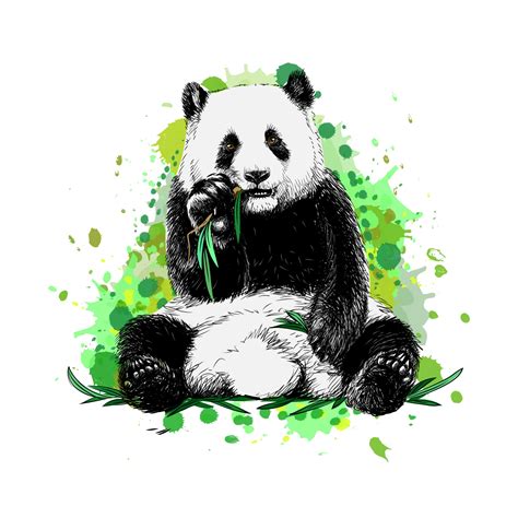 Giant Panda Eating Bamboo Drawing