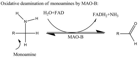 Oxidative Deamination Of Monoamine By Mao B