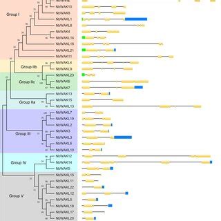 Schematic Representation Of Molecular Phylogenetic Relationships And