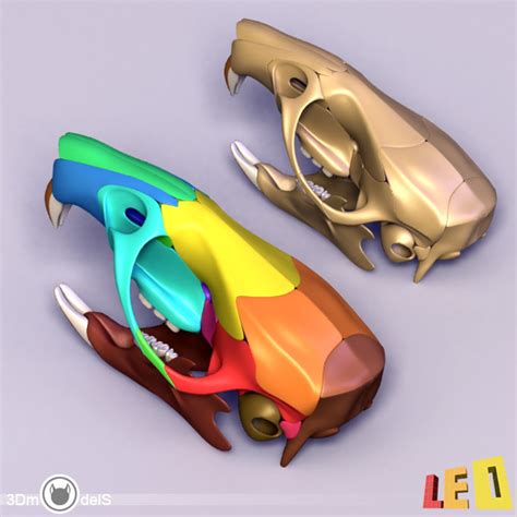 3d Rat Skeleton Separated Bones Model