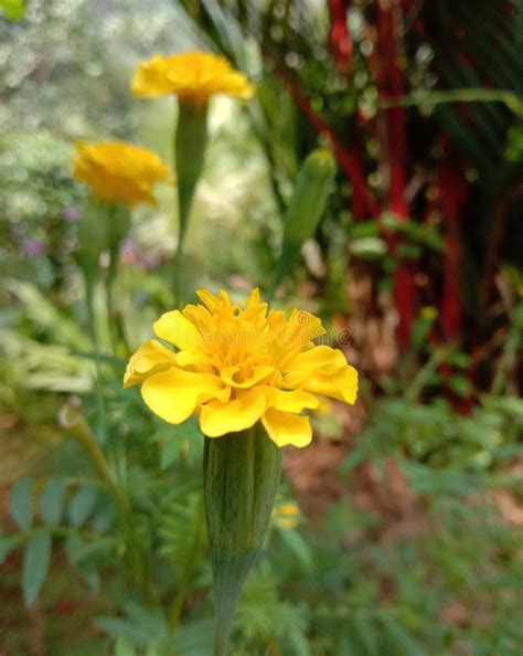 Beauty Of A Merigold Flower Stock Photo Image Of Garden Merigold