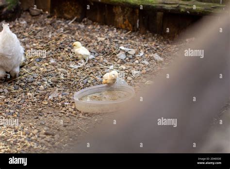 Breeding Chickens Hi Res Stock Photography And Images Alamy