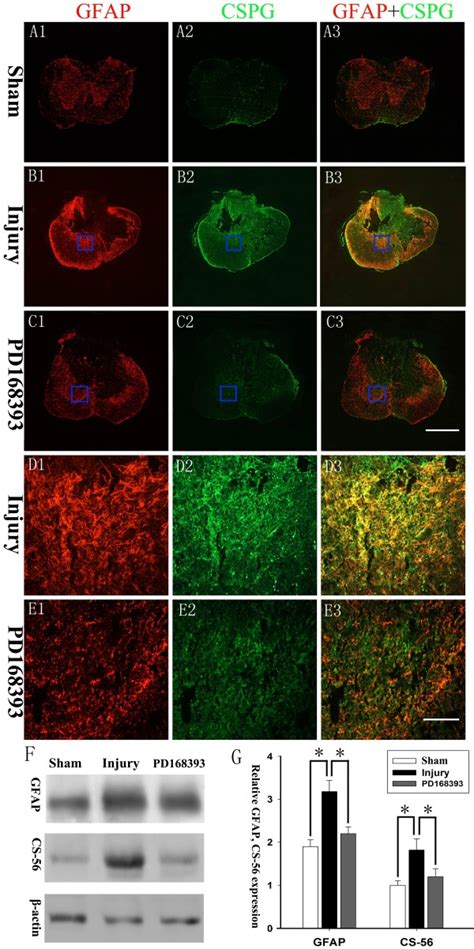 PD168393 Attenuated Chondroitin Sulfate Proteoglycan CSPG Production