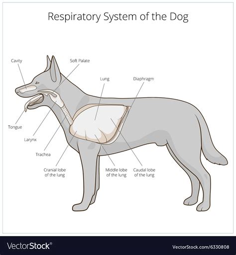 Respiratory system of the dog Royalty Free Vector Image