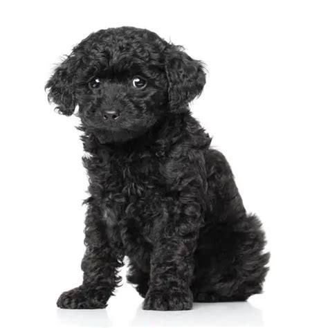 Best Toy Poodle Puppies For Sale