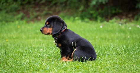 Black and Brown Rottweiler Puppy · Free Stock Photo