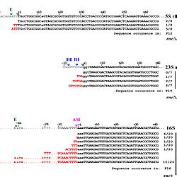 Mapping of rRNA 5′ ends by RACE. 