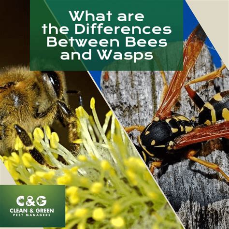 What Are The Differences Between Bees And Wasps Clean Green Pest