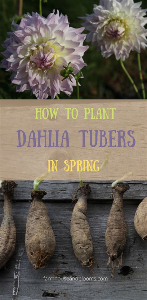 How To Plant Dahlia Tubers In Spring Dahlias Garden Planting Dahlias