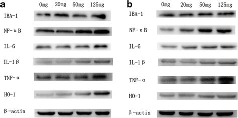 DBA induced IBA 1 NF κB IL 6 IL 1β TNF α and HO 1 expression in