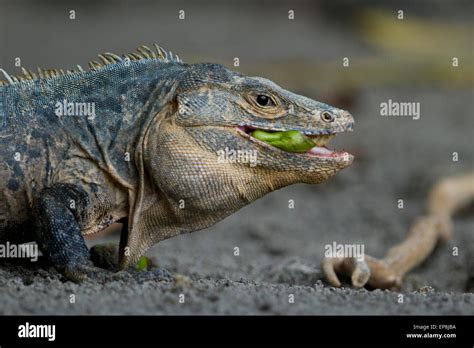 Black Spiny Tailed Iguana Ctenosaura Similis Eating On A Rock