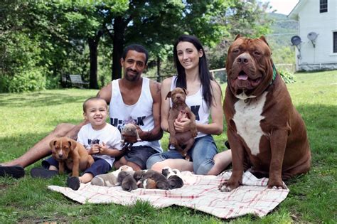 THE world's biggest pitbull cuddles up to his adorable new litter ...